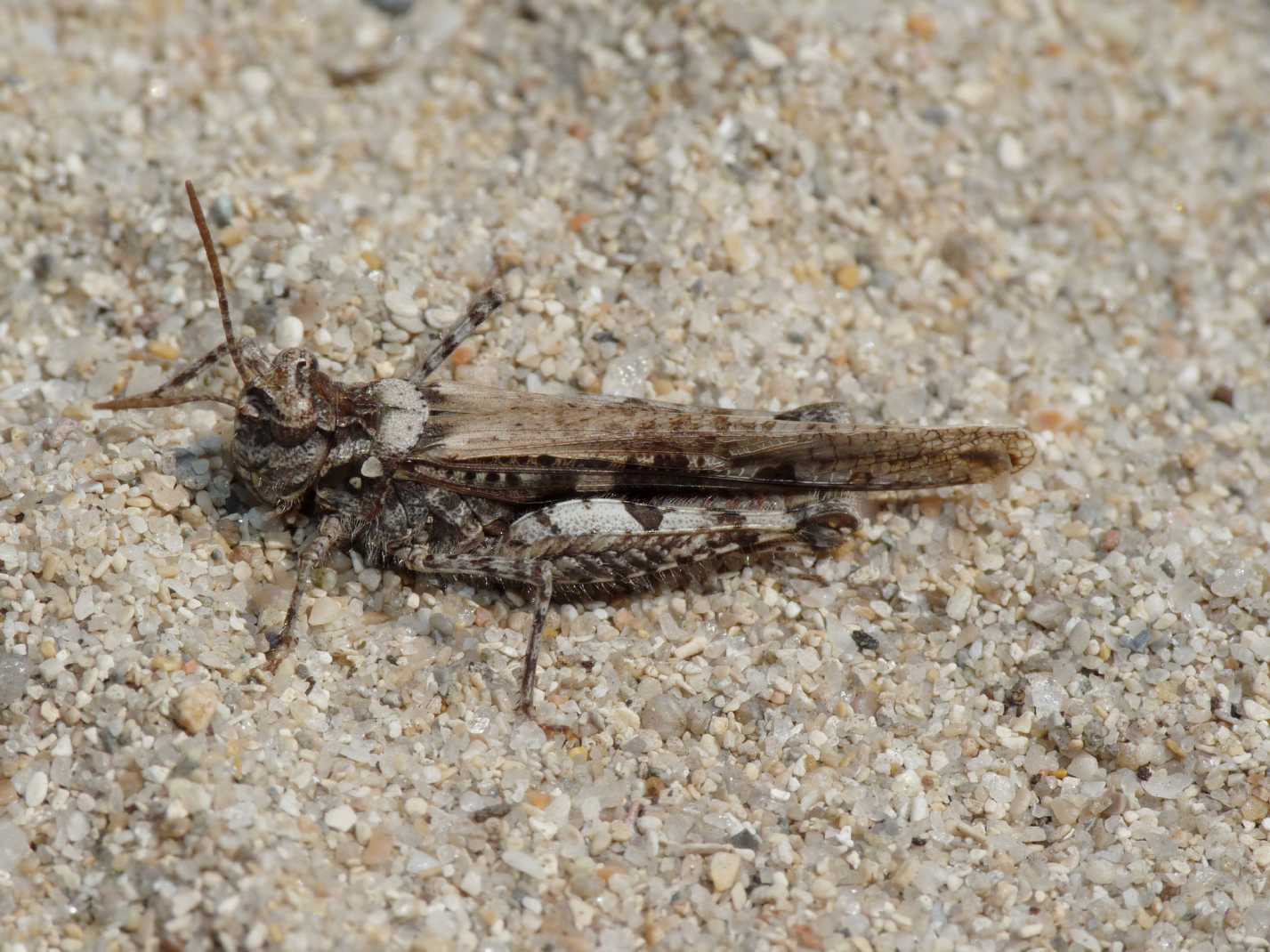 Sphingonotus di Gallura?